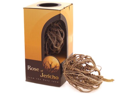 ECHTE Rose von Jericho - Anastatica hierochuntica Miniatur