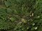 Rose von Jericho - Selaginella lepidophylla - Groß - Papiertüte