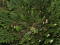 10 x Rose von Jericho - Selaginella lepidophylla - Mittel - einzeln verpackt - Papiertüte